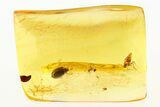 Detailed Fossil Marsh Beetle and Two Ants in Baltic Amber #288451-1